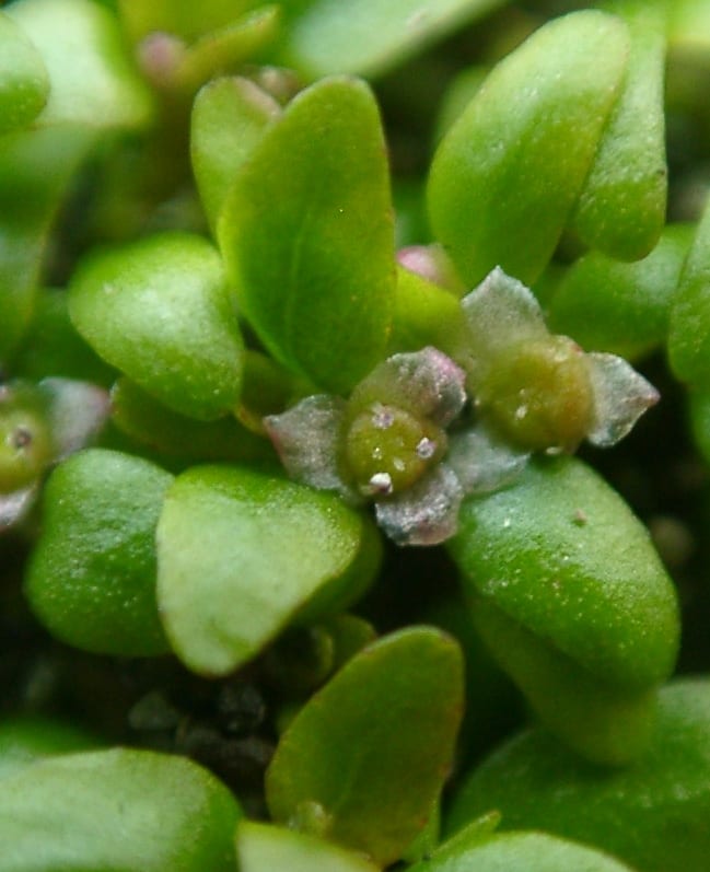 Threestamen waterwort (Elatine triandra)