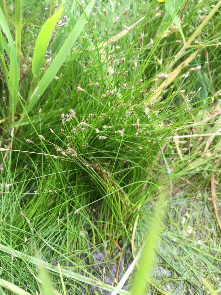 Needle spikerush (Eleocharis acicularis var. porcata)