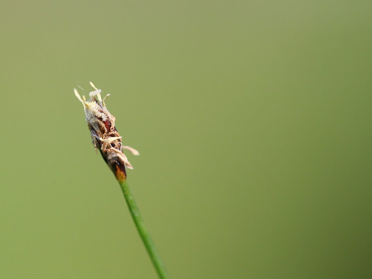 Needle spikerush (Eleocharis acicularis)