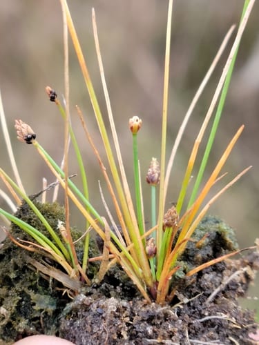 Purple spikerush (Eleocharis atropurpurea)