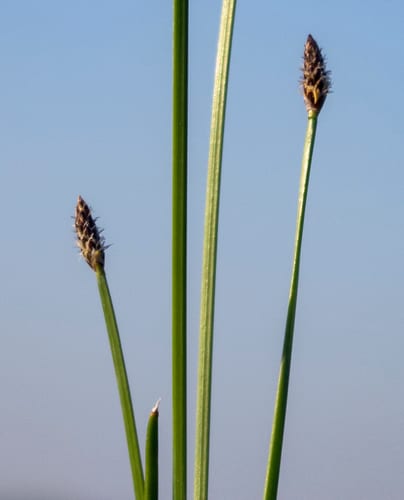Sharpscale spikerush (Eleocharis compressa var. acutisquamata)