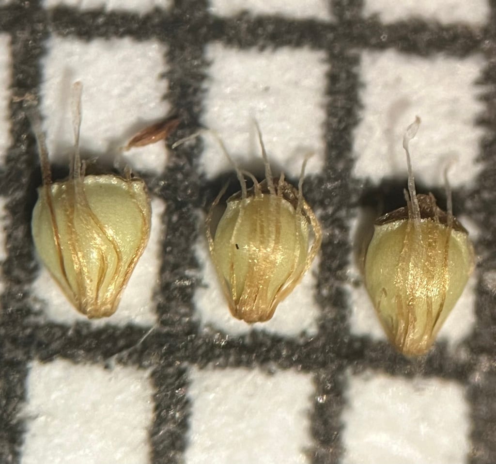 Engelmann's spikerush (Eleocharis engelmannii)