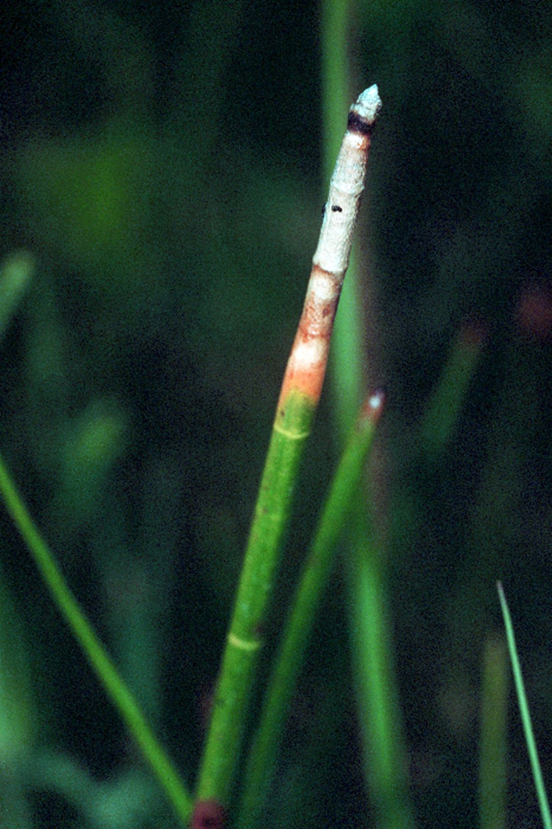 Jointed spikesedge (Eleocharis equisetoides)
