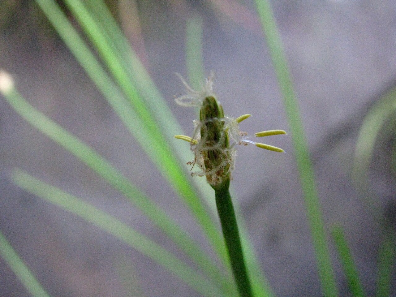 Bald spikerush (Eleocharis erythropoda)