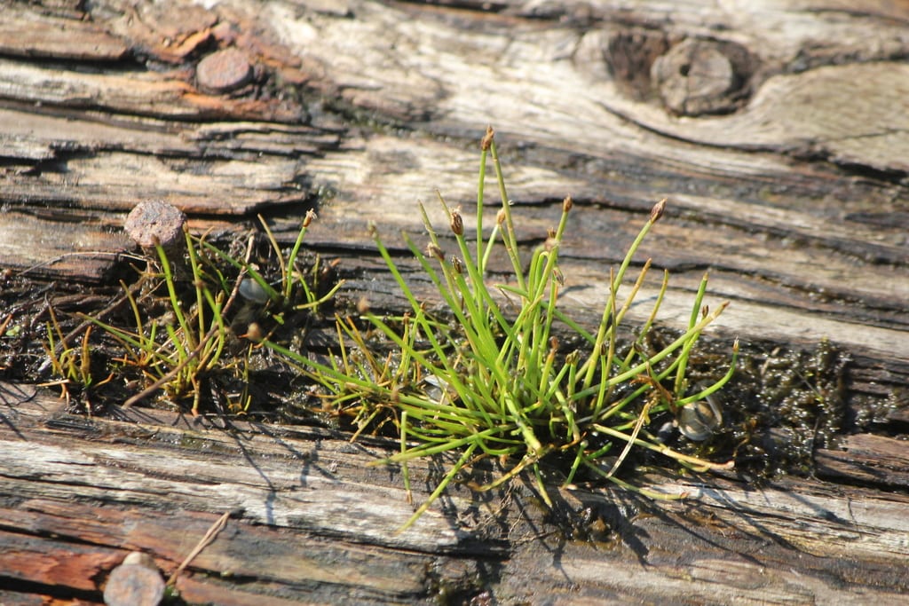 Pale spikerush (Eleocharis flavescens var. flavescens)