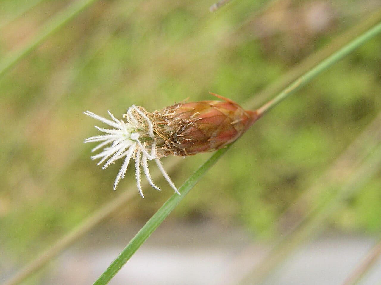 Bent spikerush (Eleocharis geniculata)