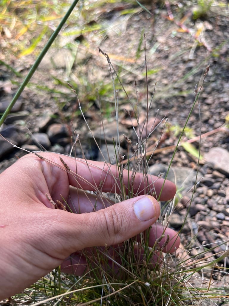 Dagger-leaf spike-rush (Eleocharis lanceolata)