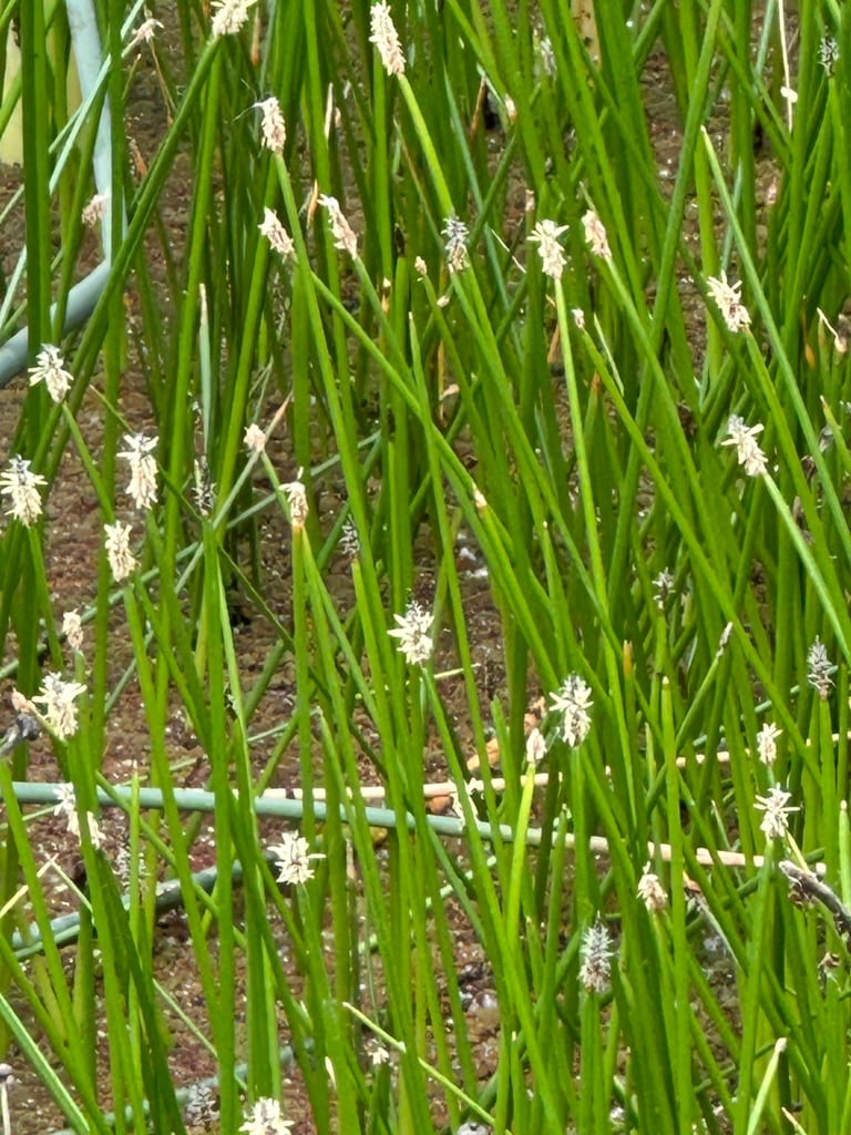 Pale spikerush (Eleocharis macrostachya)