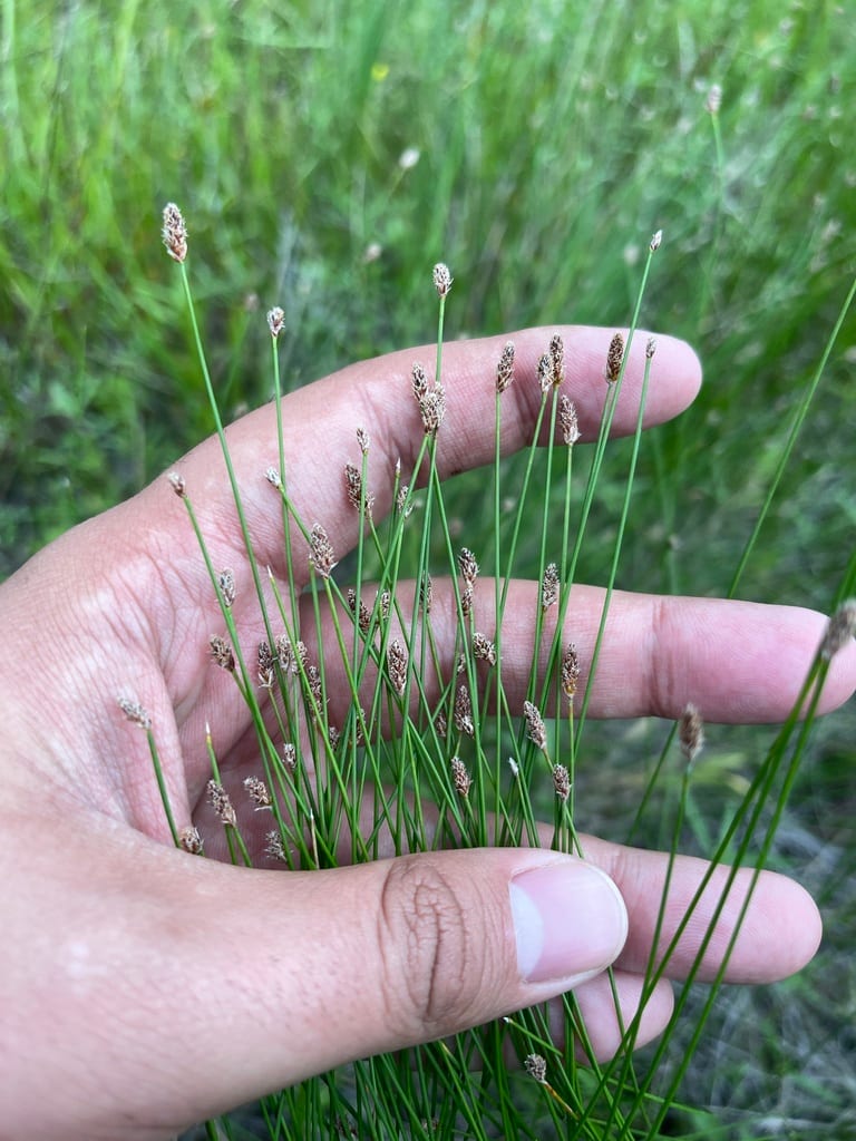 Sand spikerush (Eleocharis montevidensis)