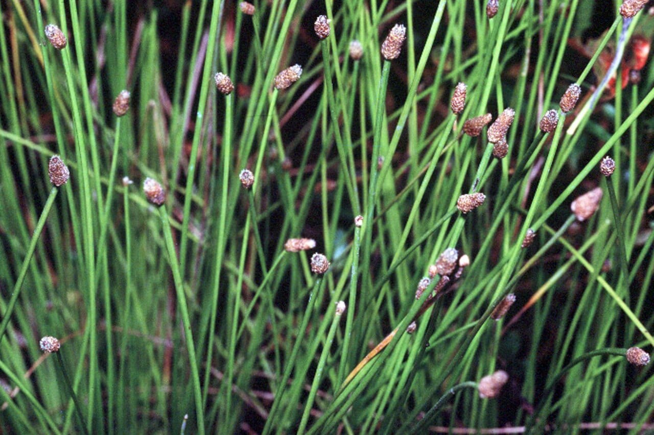 Blunt spikerush (Eleocharis obtusa)