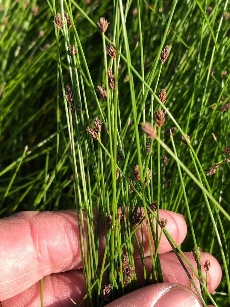 Limestone spike-rush (Eleocharis occulta)
