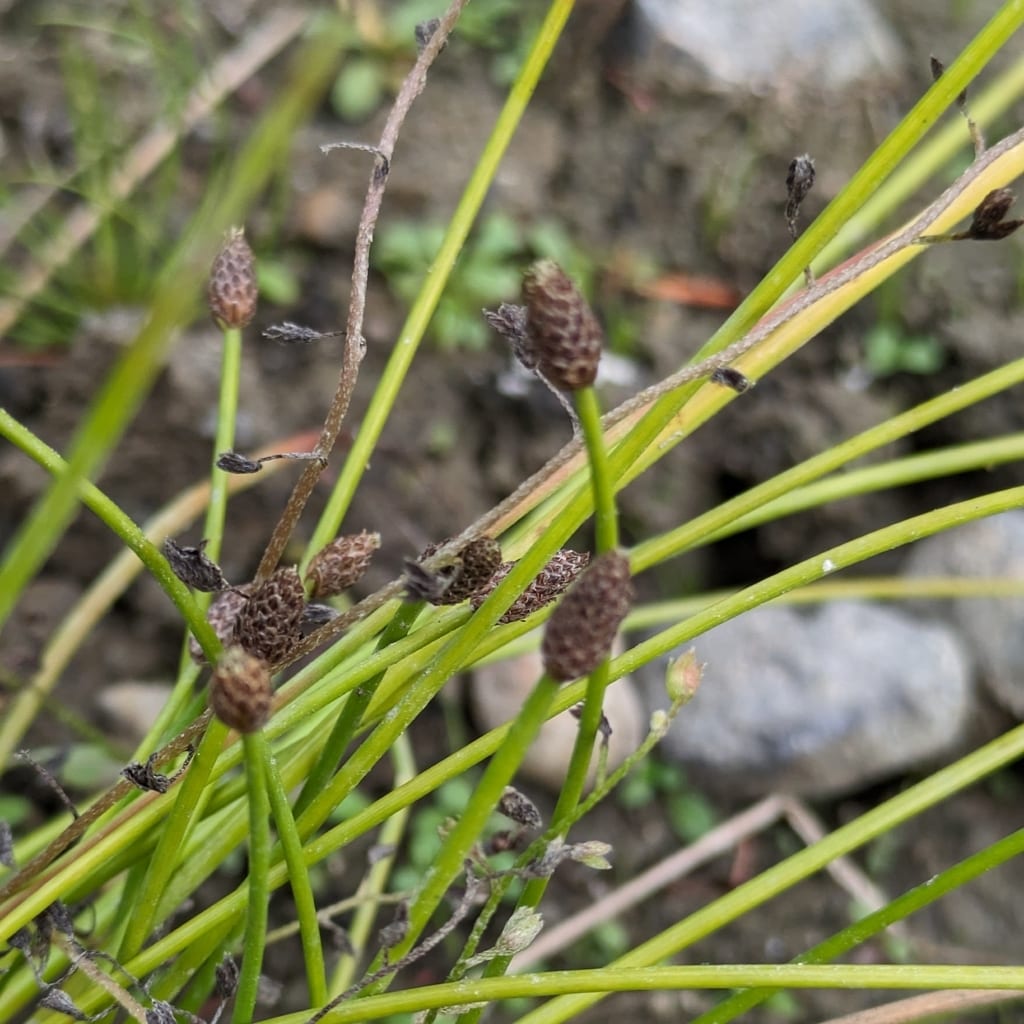 Ovate spikerush (Eleocharis ovata)