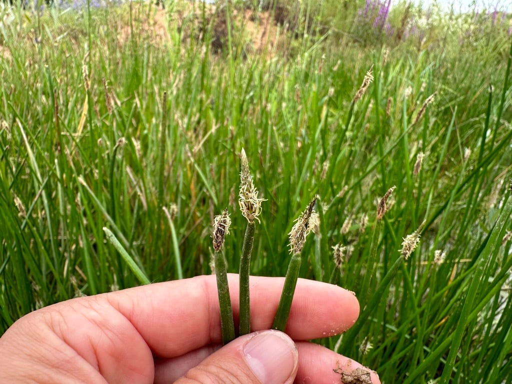 Common spikerush (Eleocharis palustris var. palustris)