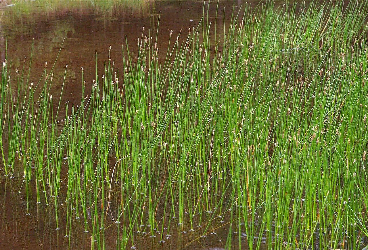 Common spikerush (Eleocharis palustris)