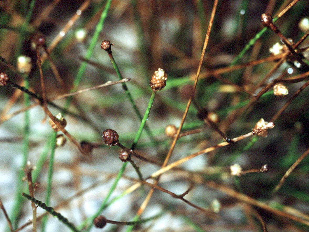 Dwarf spikerush (Eleocharis parvula)