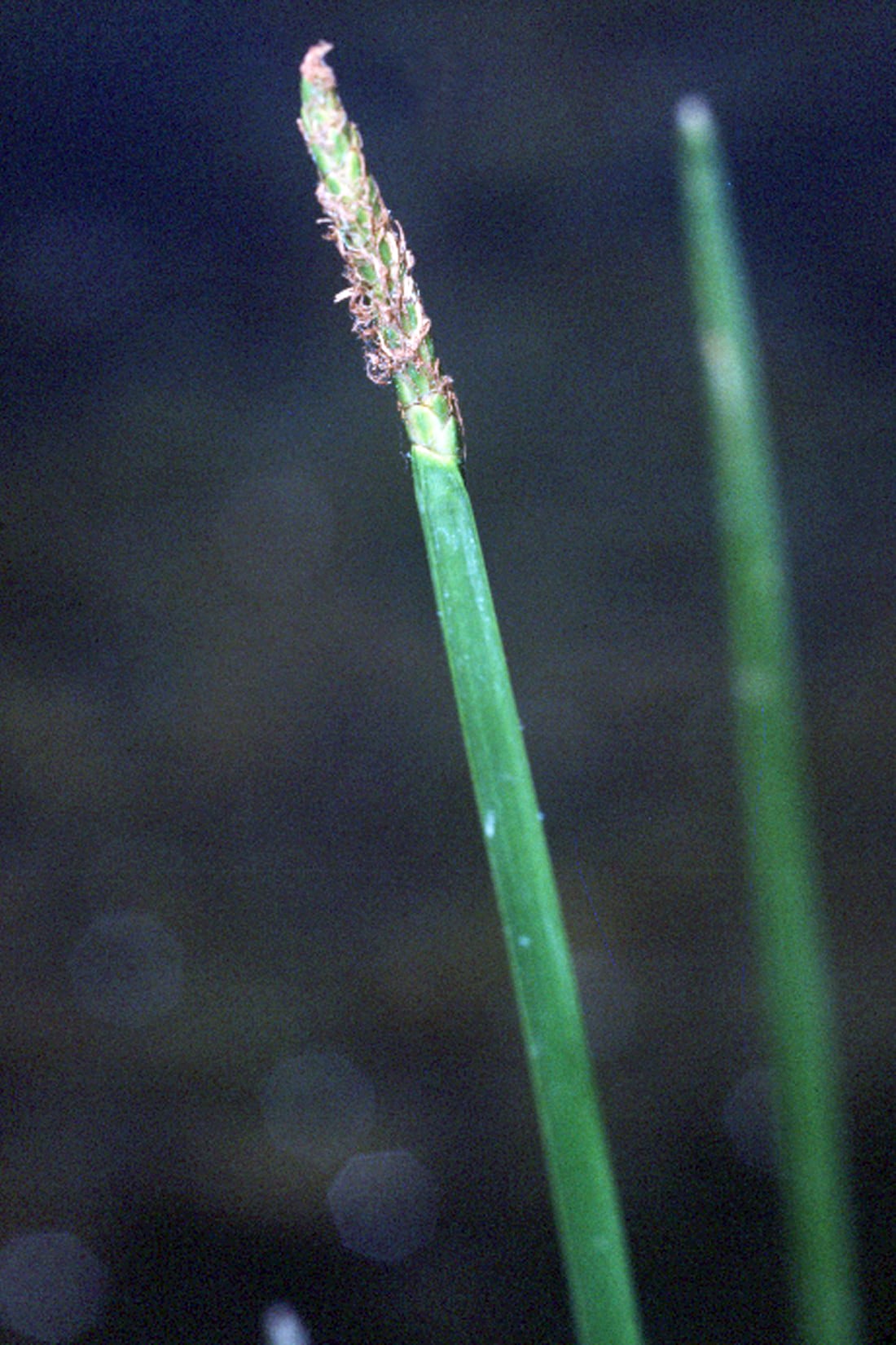 Squarestem spikerush (Eleocharis quadrangulata)