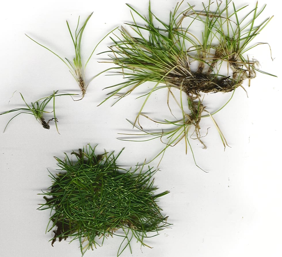 Creeping spikerush (Eleocharis radicans)