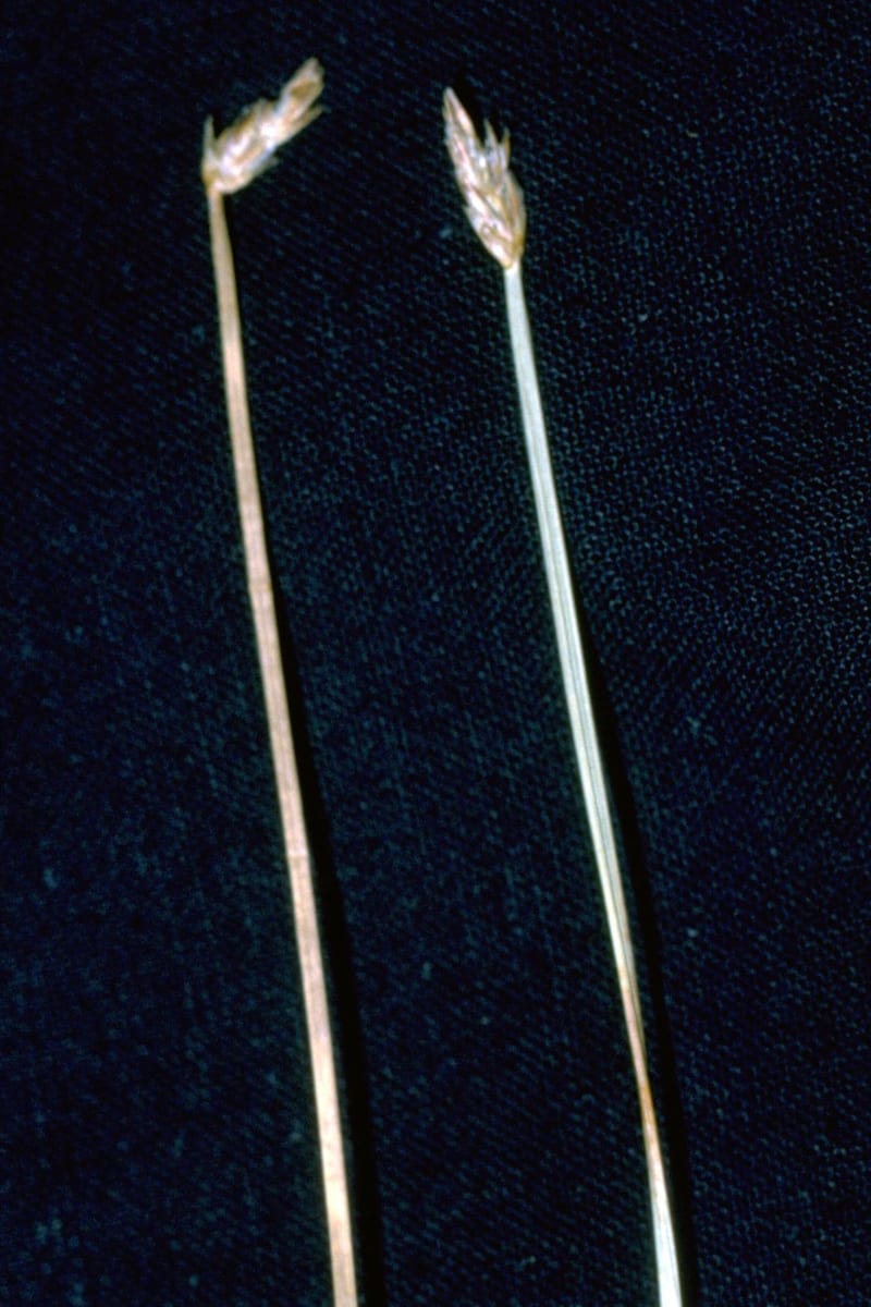 Beaked spikerush (Eleocharis rostellata)