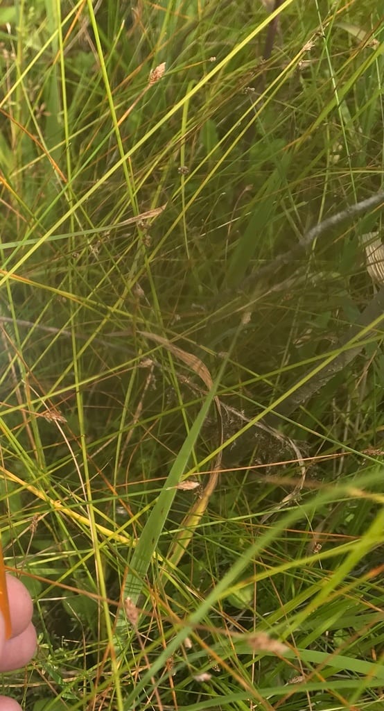 Slender spike-rush (Eleocharis tenuis var. verrucosa)