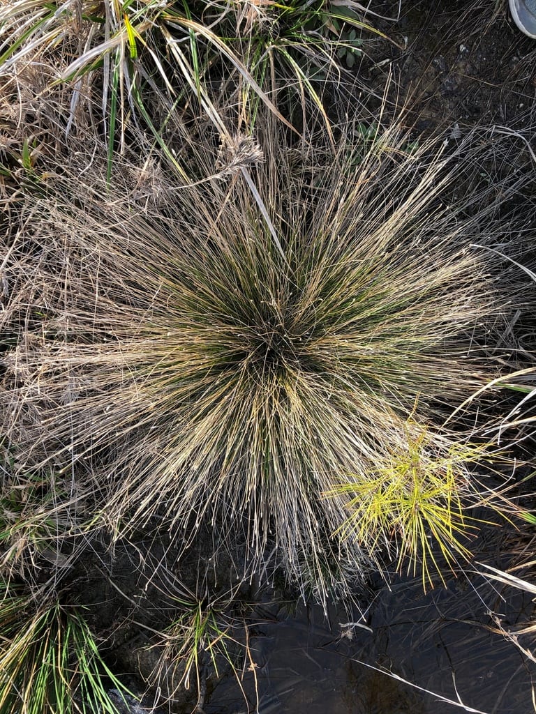 Cone-cup spikerush (Eleocharis tuberculosa)