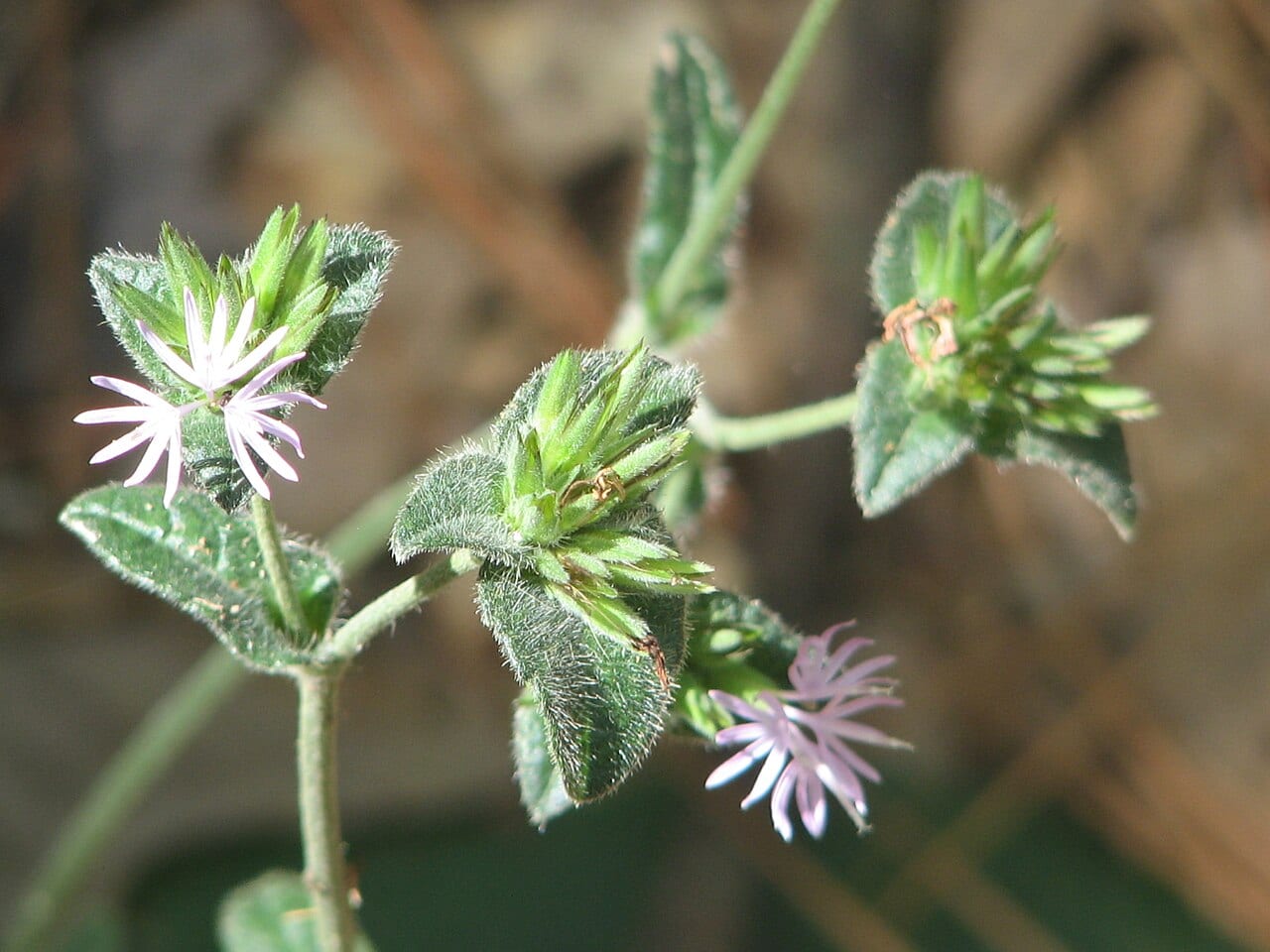 Elephant's-foot (Elephantopus tomentosus)