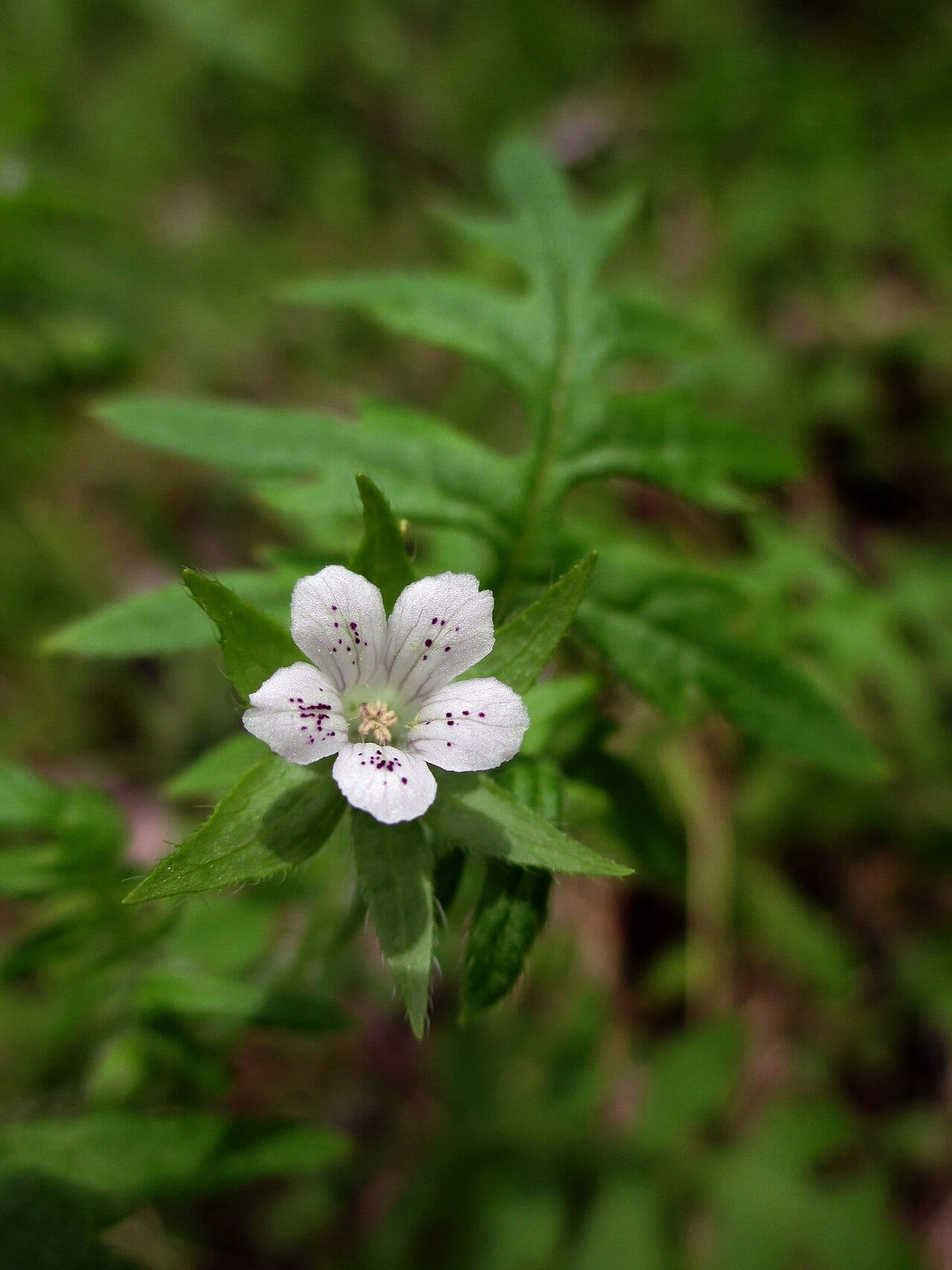 Aunt lucy (Ellisia nyctelea)