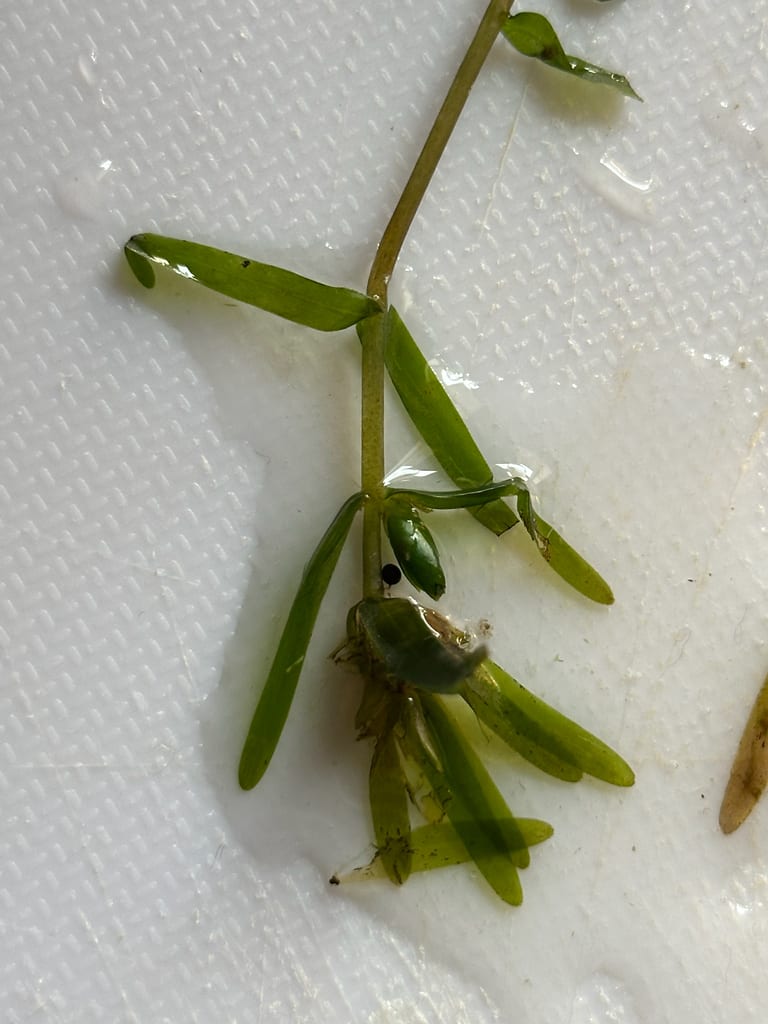 Two leaf waterweed (Elodea bifoliata)