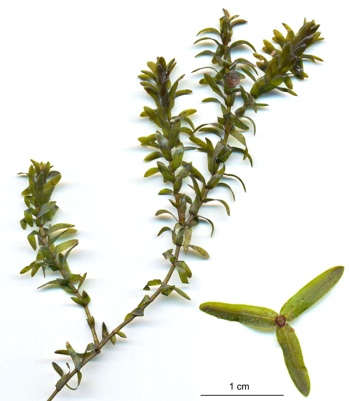 Canadian waterweed (Elodea canadensis)