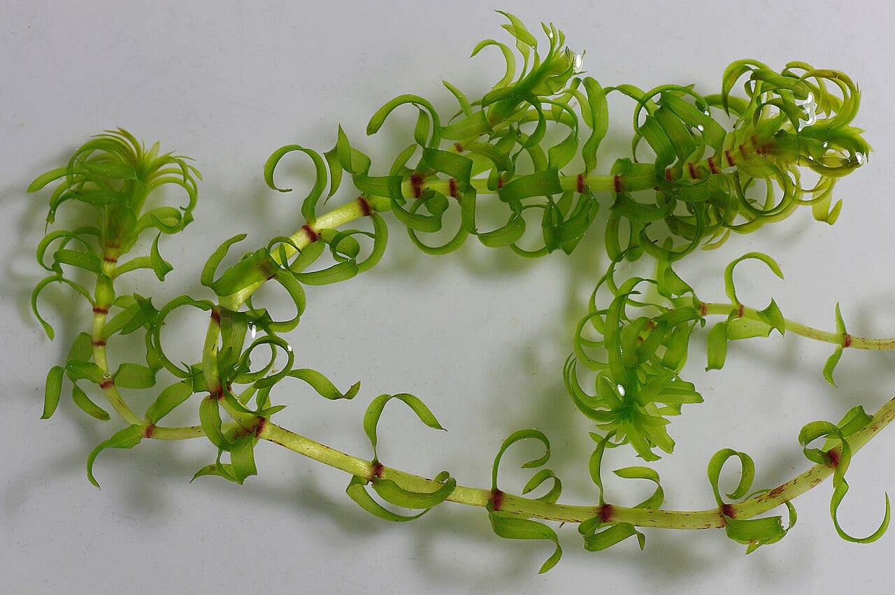 Western waterweed (Elodea nuttallii)