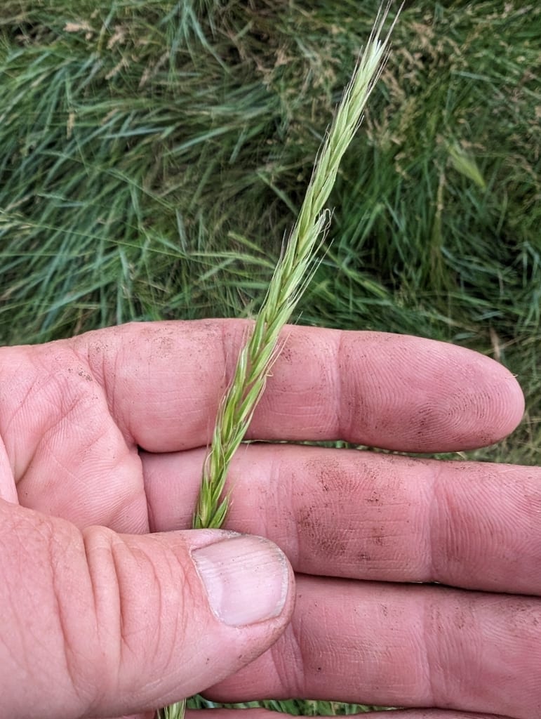 Macoun's barley (Elyhordeum macounii)