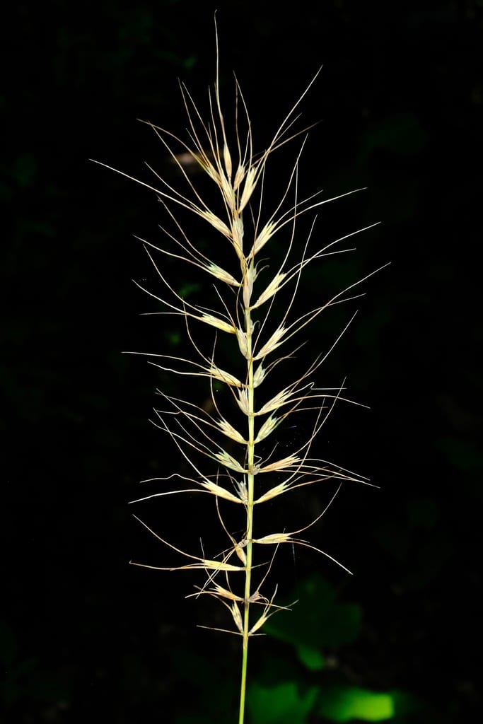 Church's wild rye (Elymus churchii)