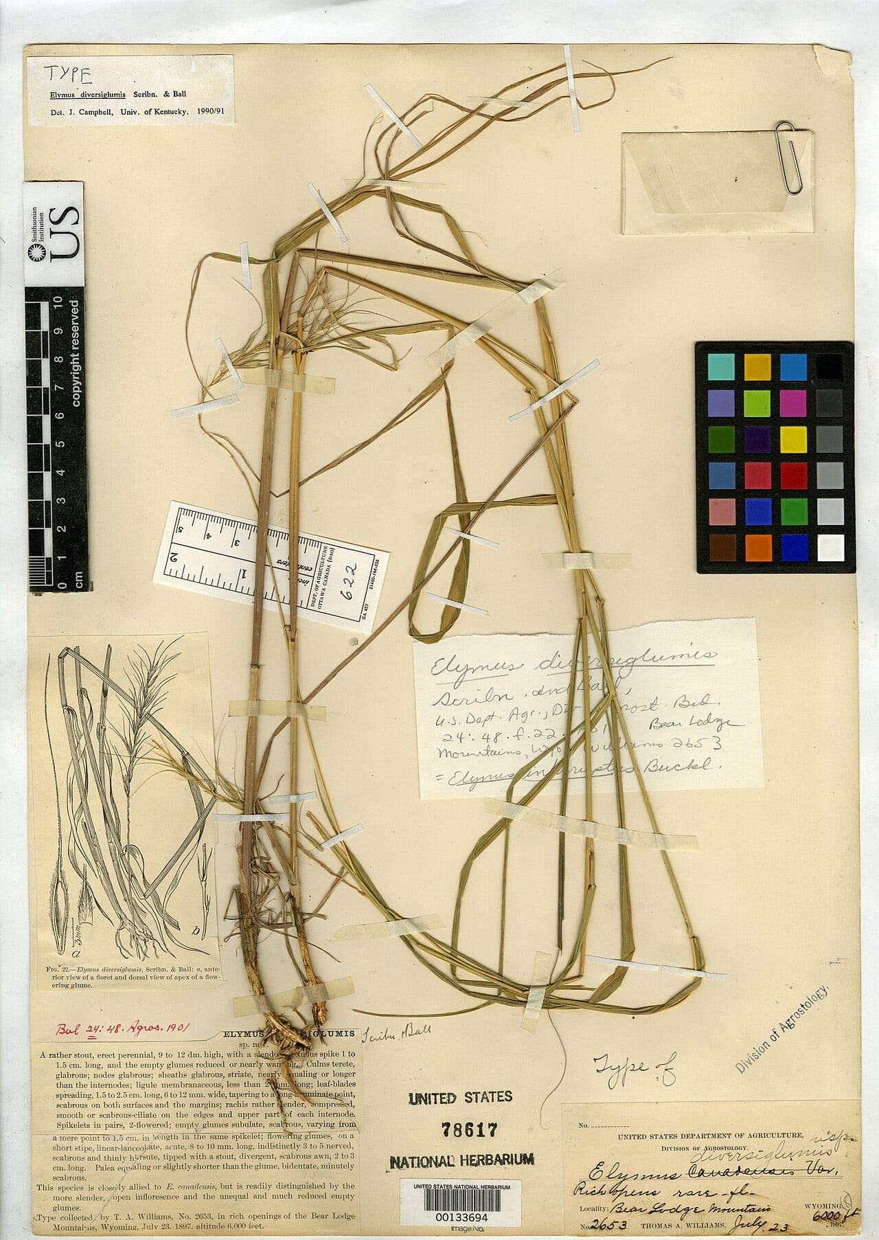 Diverseglume wildrye (Elymus diversiglumis)