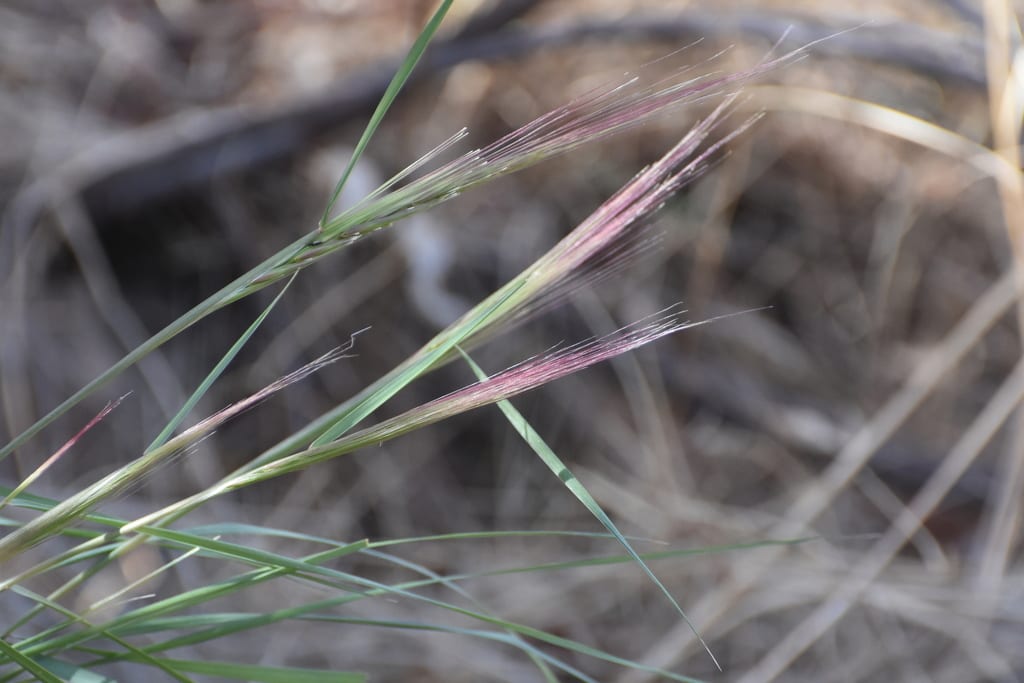 Squirrel tail grass (Elymus elymoides ssp. elymoides)