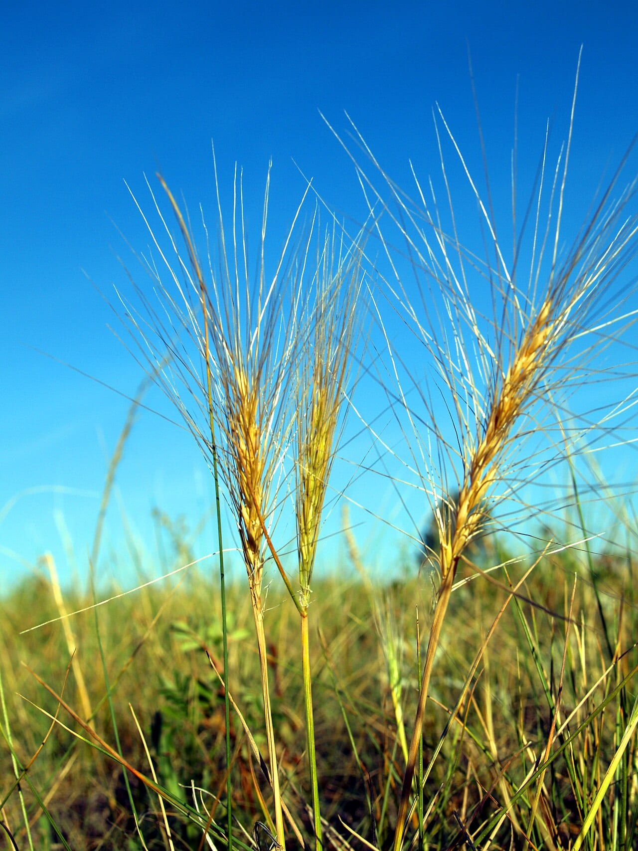 Squirreltail (Elymus elymoides)