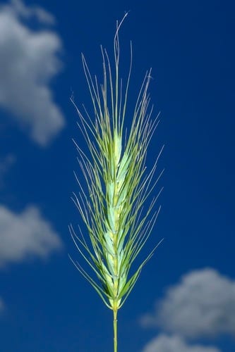 Southeastern wildrye (Elymus glabriflorus)