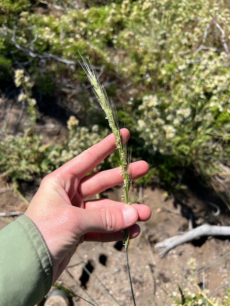 Mackenzie's blue wild rye (Elymus glaucus ssp. mackenzii)