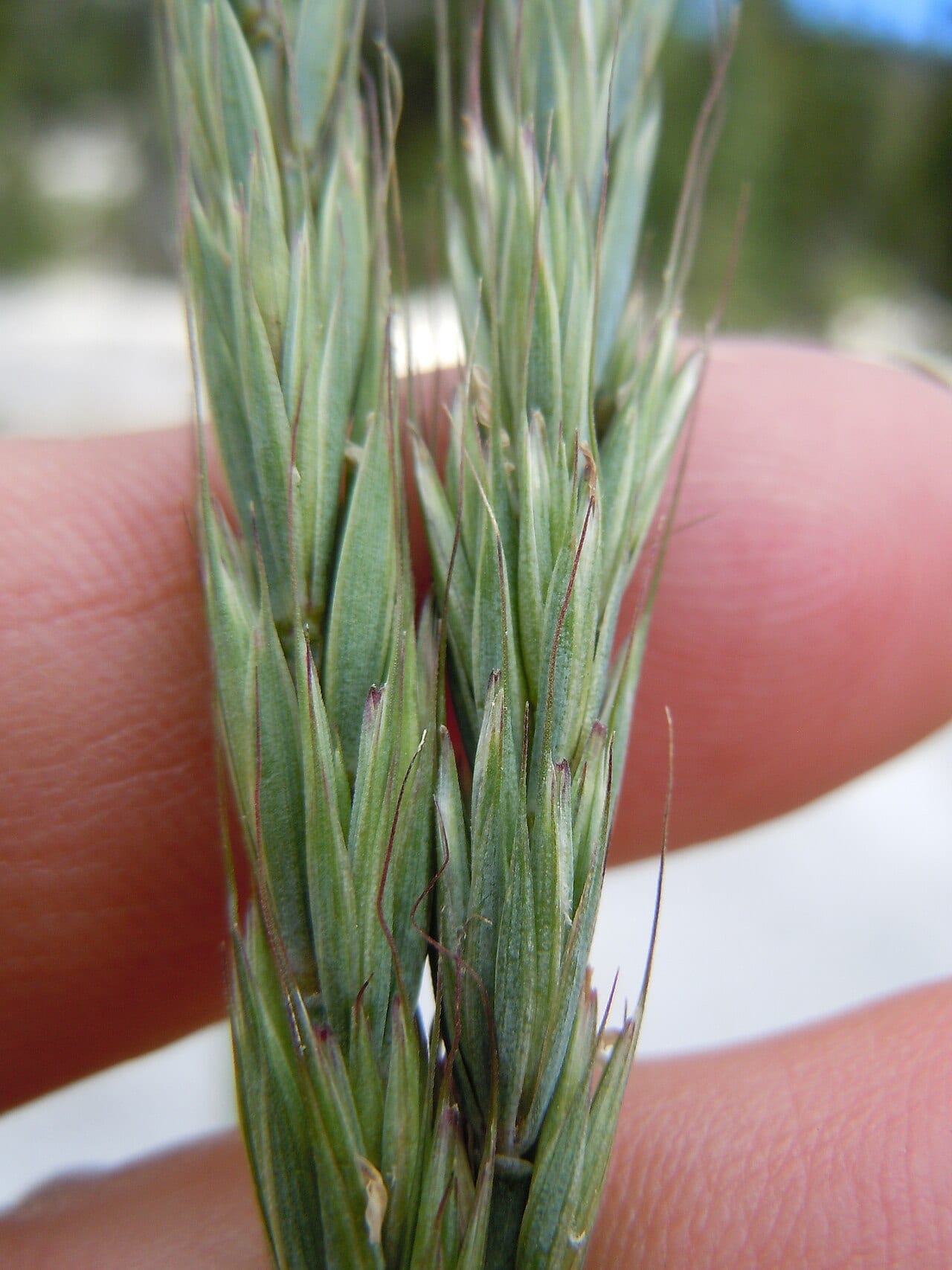 Blue wildrye (Elymus glaucus)