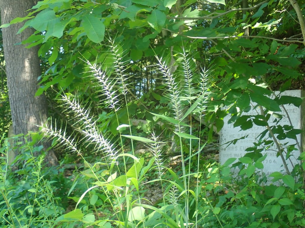 Eastern bottlebrush grass (Elymus hystrix var. hystrix)