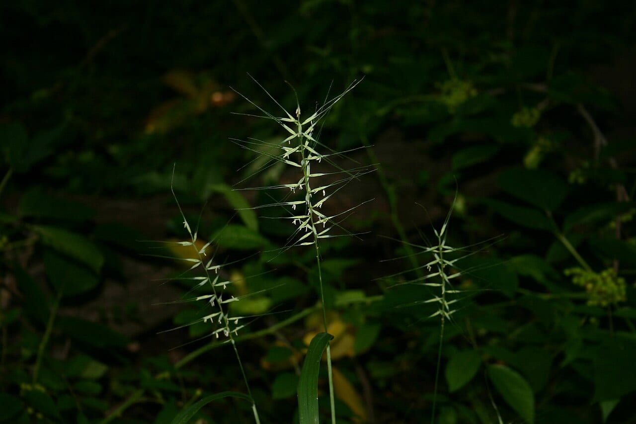 Eastern bottlebrush grass (Elymus hystrix)
