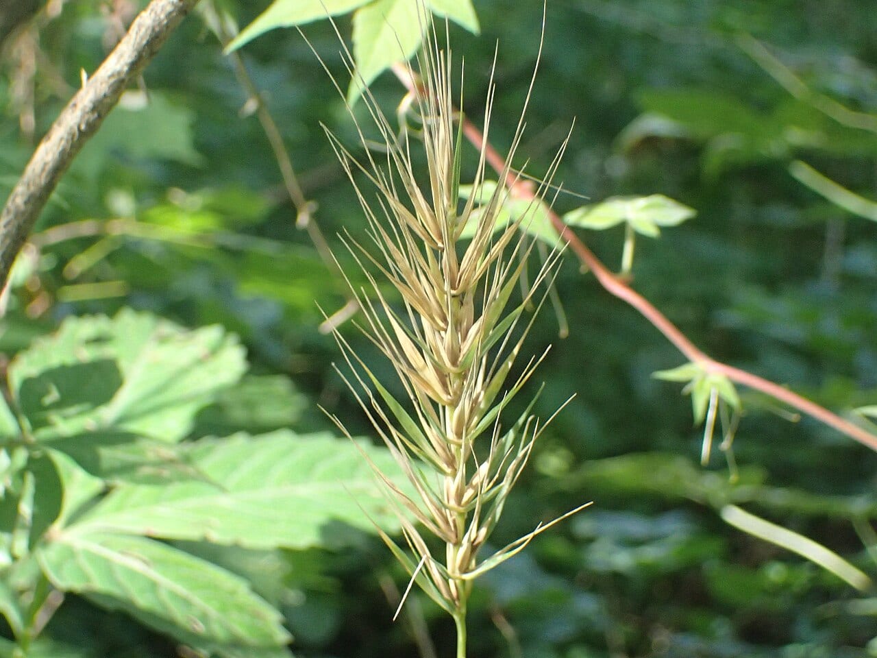 Early wildrye (Elymus macgregorii)