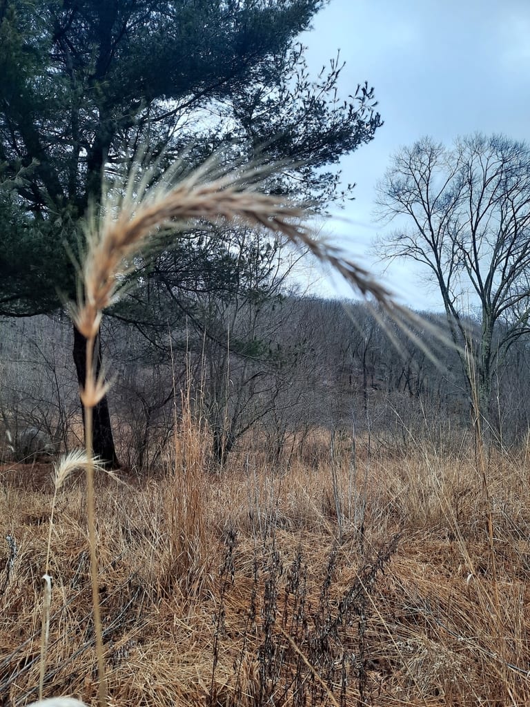 Riverbank wildrye (Elymus riparius)