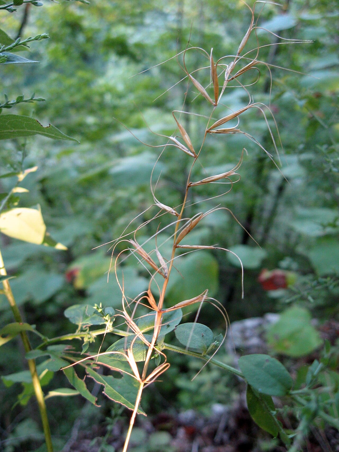 Svenson's wild rye (Elymus svensonii)