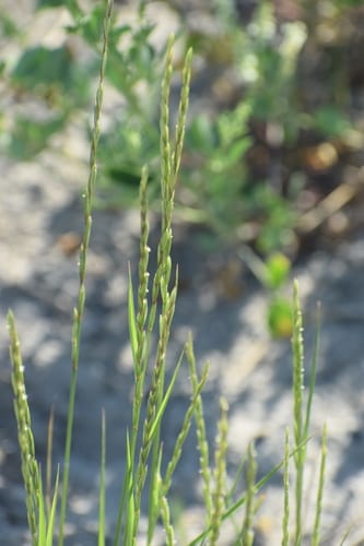 Slender wheatgrass (Elymus trachycaulus ssp. subsecundus)