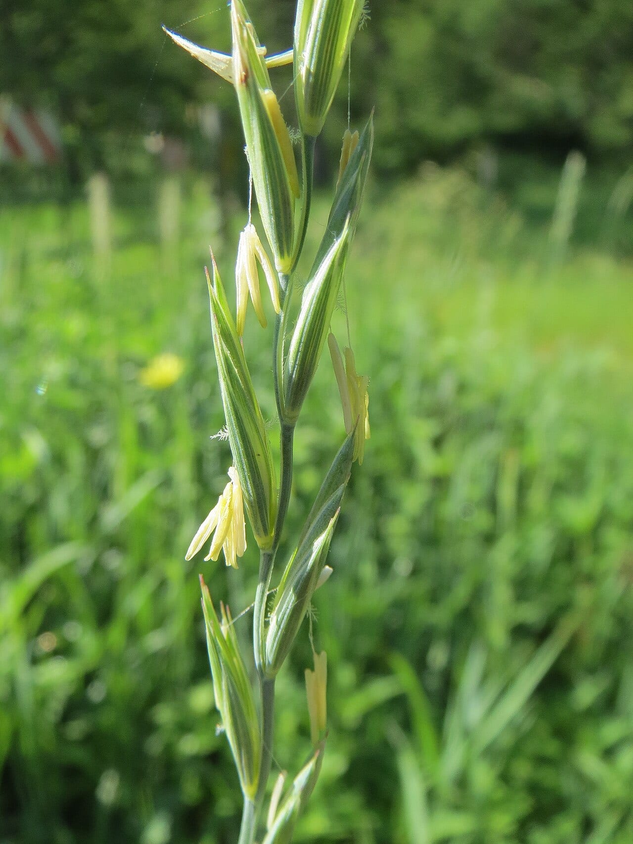 Slender wheatgrass (Elymus trachycaulus)