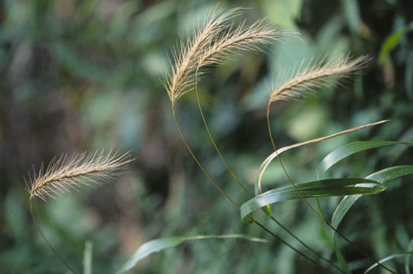 Hairy wildrye (Elymus villosus)