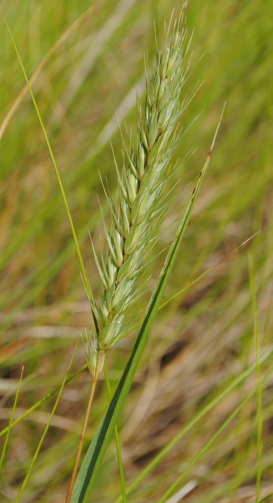 Virginia wildrye (Elymus virginicus var. virginicus)