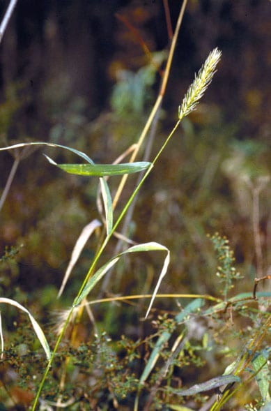 Virginia wild rye (Elymus virginicus)