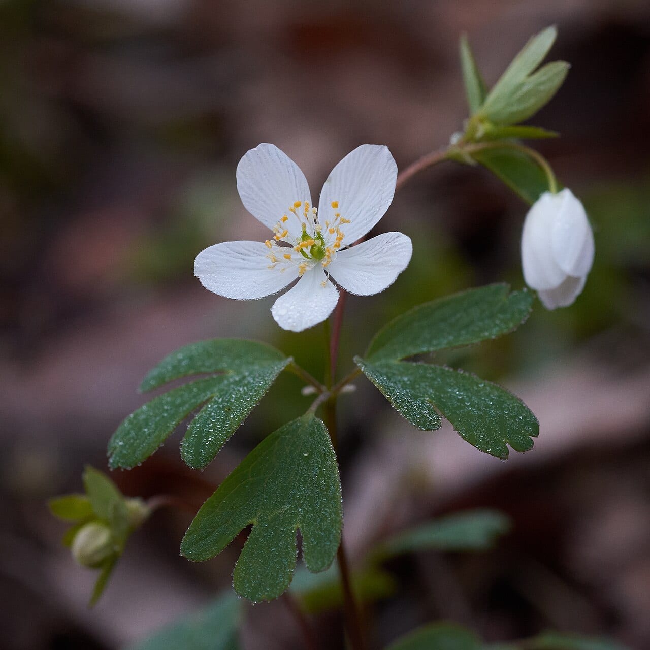 Eastern false rue anemone (Enemion biternatum)