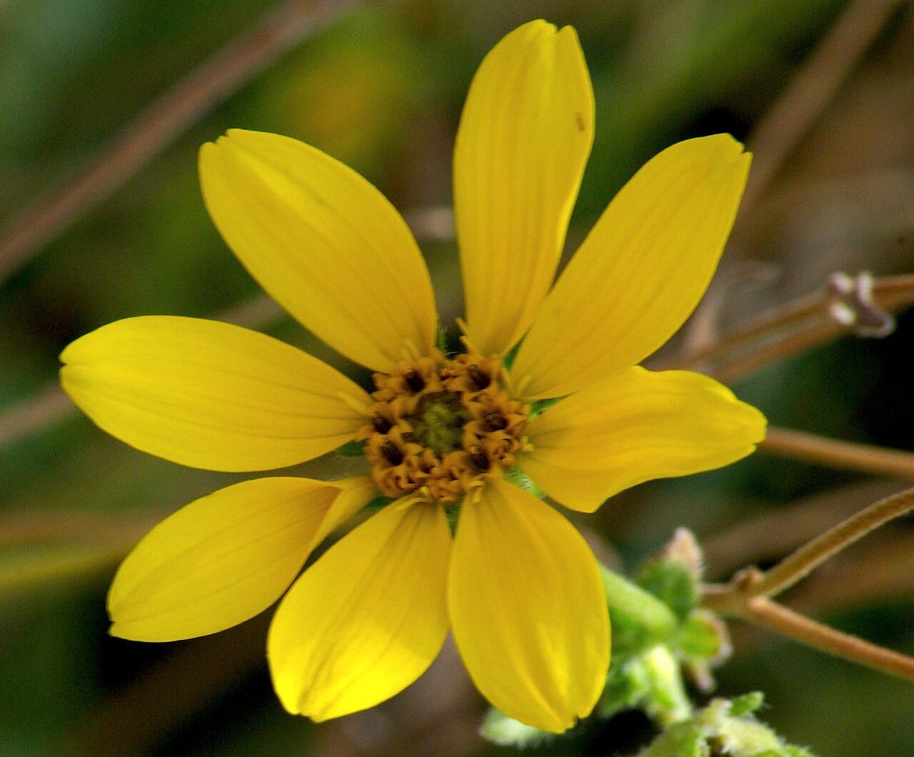 Engelmann's daisy (Engelmannia peristenia)