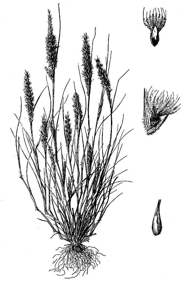 Feather pappusgrass (Enneapogon desvauxii)